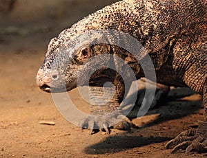 Monitor lizard Varanus