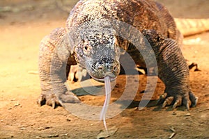 Monitor lizard Varanus