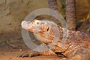 Monitor lizard Varanus