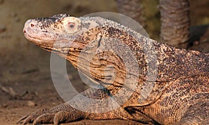 Monitor lizard Varanus