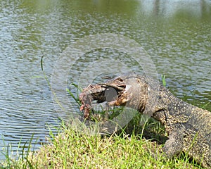 Monitor lizard - Varanus on green grass focus on the varanus eye