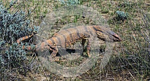 Monitor Lizard (Varanus griseus) appeared after hibernation in the Kyzyl Kum desert