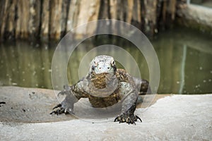 Monitor lizard Varanus komodoensis