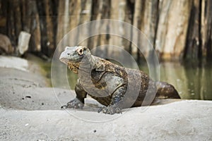 Monitor lizard Varanus komodoensis