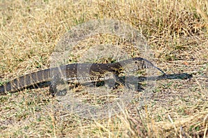 Monitor Lizard, Varanus niloticus on savanna