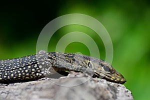 Monitor Lizard - Varanus salvador - Thailand Reptiles