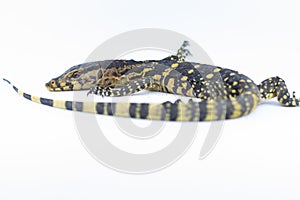 Monitor lizard Varanus salvator on a white background