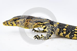 Monitor lizard Varanus salvator on a white background