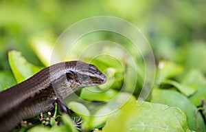 Monitor Lizard - Varanus