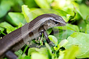 Monitor Lizard - Varanus on tree