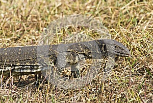 Monitor lizard