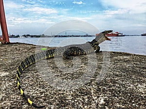 A monitor lizard was accidentally caught on camera relaxing by a river.