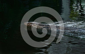 Monitor lizard wild reptile animal swimming in the lake dark black water in nature