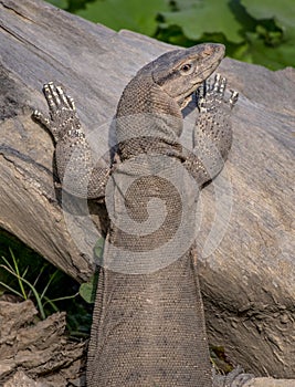 Monitor lizard a wildlife animal in Pakistan