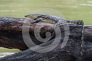 Monitor lizards(Varanus varius)