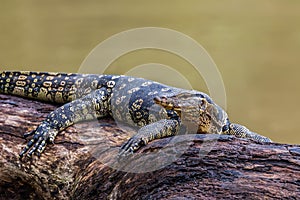Monitor lizards(Varanus varius) photo