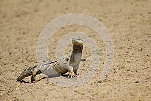 Monitor Lizzard - Reptile of Africa