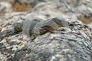 Monitor lizzard on the tree