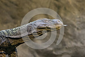 Monitor - Varanus rudicollis