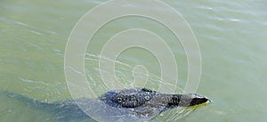 Monitor or Water Lizard floating in the lake