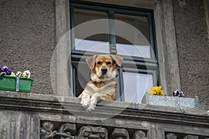 Monitoring of the estate, the dog is watching from the balcony