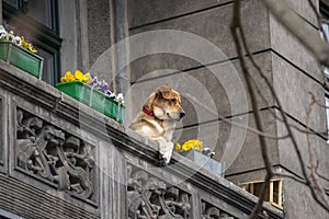 Monitoring of the estate, the dog is watching from the balcony