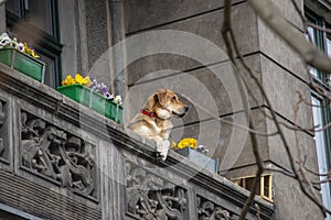 Monitoring of the estate, the dog is watching from the balcony