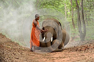Monk and elephant img
