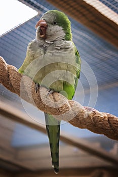 Monk kalita parrot is sitting on the rope.