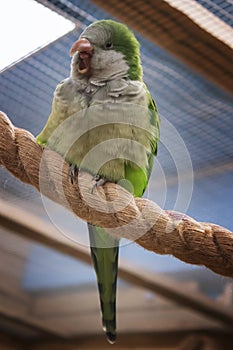 Monk kalita parrot is sitting on the rope. photo