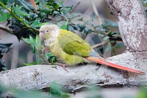 Monk Parakeet