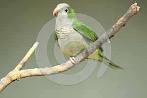 Monk parakeet