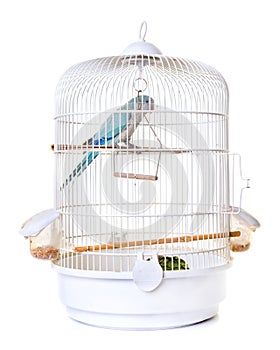 Monk parakeet in bird cage