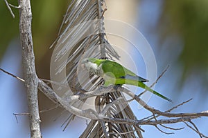 Monk Parakeet in Cape Coral, Florida