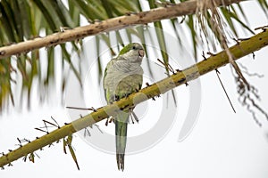 Monk Parakeet in Cape Coral, Florida