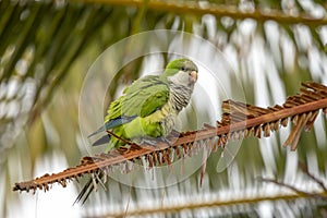 Monk Parakeet in Cape Coral, Florida photo