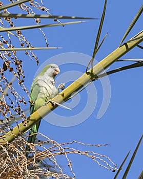 The monk parakeet  feeding  on the date palm tree, Beer Sheva, Israel