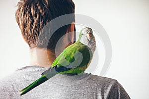 Monk parakeet is looking at camera with curiosity expression.