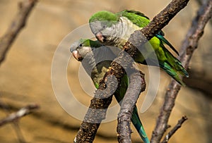 The monk parakeet, Myiopsitta monachus