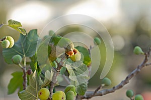 Monk Parakeet (Myiopsitta Monachus)