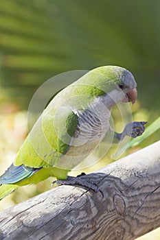 Monk Parakeet (Myiopsitta monachus)