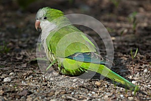 Monk parakeet (Myiopsitta monachus)