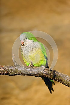 The monk parakeet Myiopsitta monachus, also known as the Quaker parrot sitting on the branch with yellow background