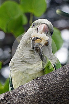 Wild monk parakeet Myiopsitta monachus photo