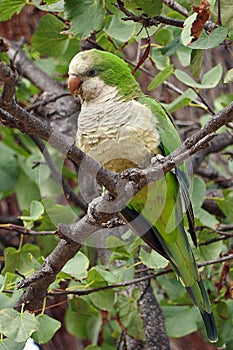 Wild monk parakeet Myiopsitta monachus photo