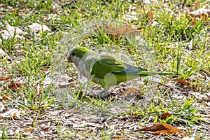 The monk parakeet Myiopsitta monachus, also known as the Quaker parrot, is a species of true parrot. It is a small, bright-green