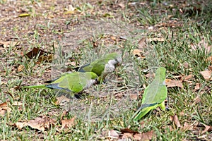 The monk parakeet Myiopsitta monachus, also known as the Quaker parrot, is a species of true parrot. It is a small, bright-green