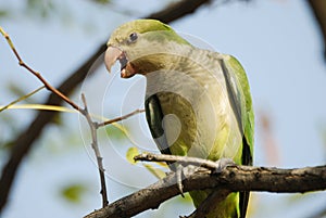 Monk parakeet Myiopsitta monachus in Aluche park, Madrid, Spain