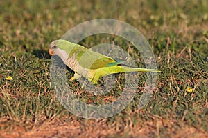 Monk Parakeet (Myiopsitta monachus) Cape Coral Florida