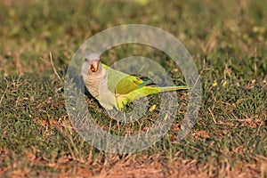 Monk Parakeet (Myiopsitta monachus) Cape Coral Florida